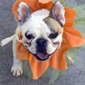 19Halloween Dog