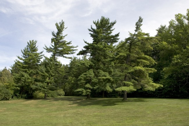 Cranbrook