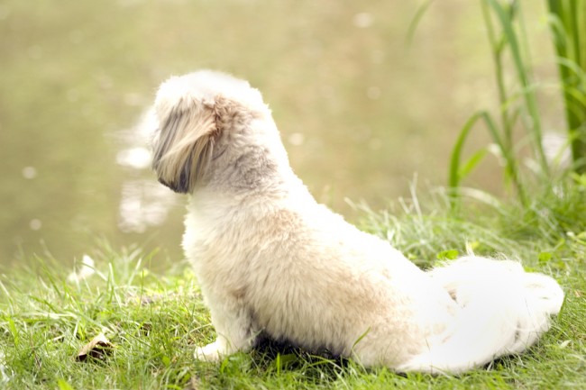 fluffy
