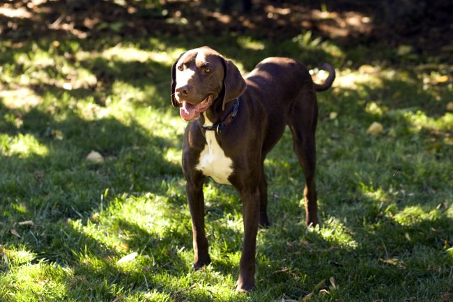 prettydog