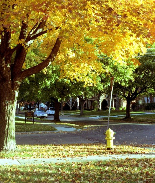 tree